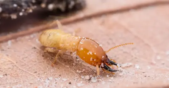 termite