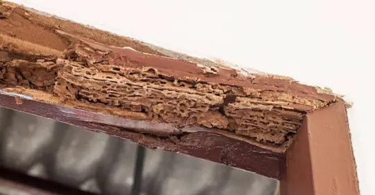 termite damage