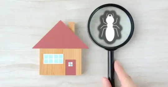 termite under magnifying glass