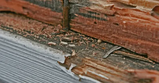 Termites on wood