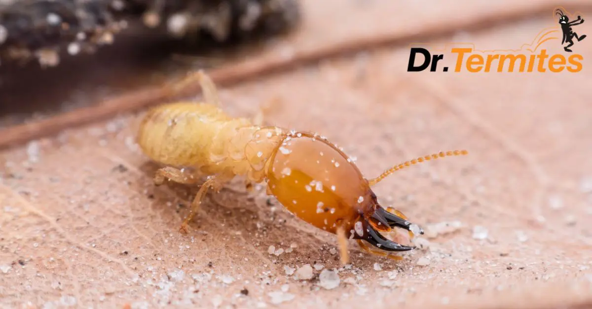 Top 5 Myths About Termites Debunked