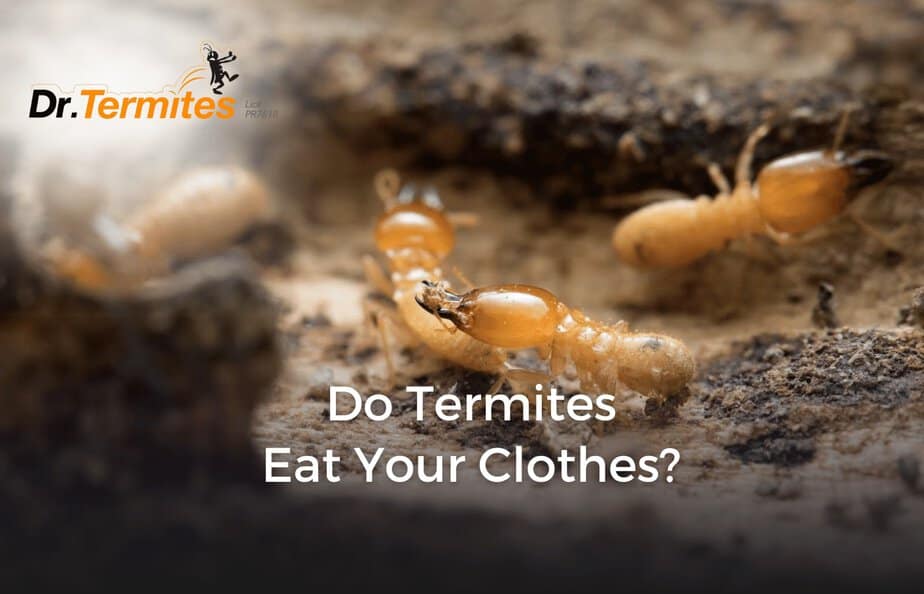 Do Termites Eat Your Clothes? - Dr Termites