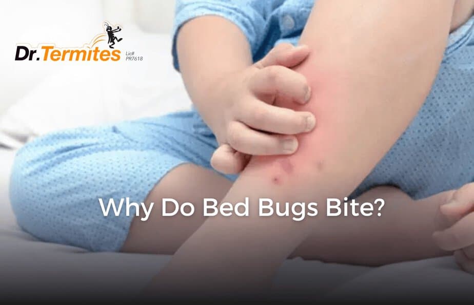 Why Do Bed Bugs Bite? - Dr Termites