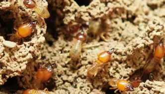 Subterranean Termites