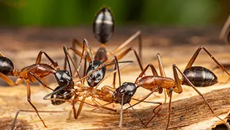 Carpenter Ant Control