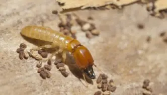 Drywood Termites