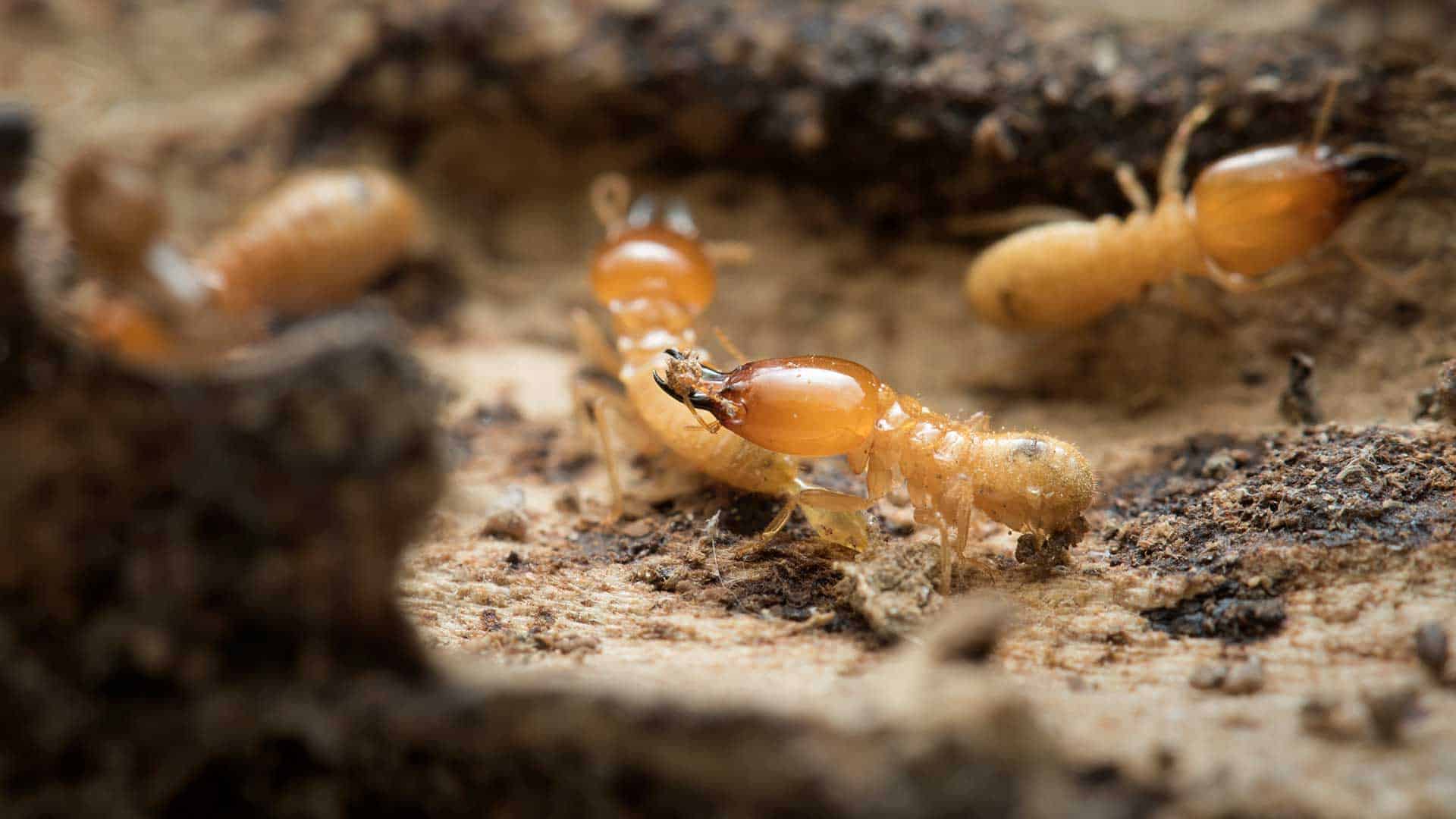 Dr Termites What Are Termites Licensed Exterminator