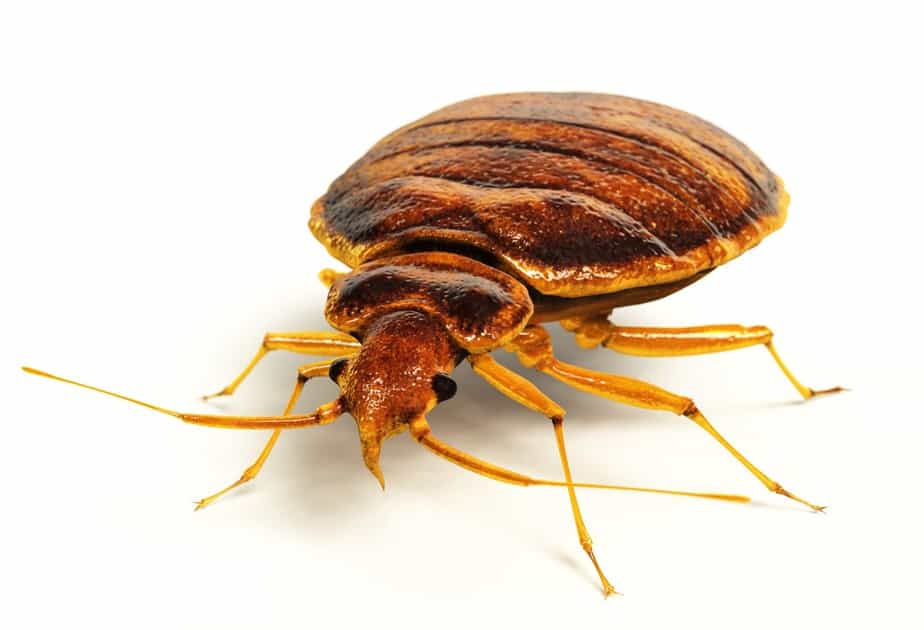 Bed Bugs Dr Termites Licensed Local Pest Control