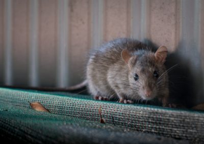 Rodent Rat Mouse