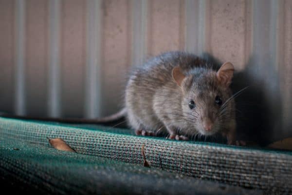 Rodent Rat Mouse