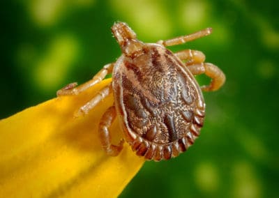 Tick Prevention