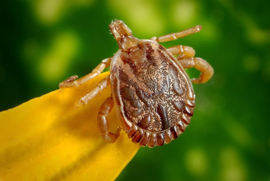 Tick Prevention