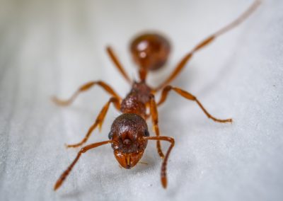 Ant Infestation Removal