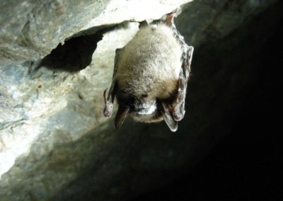 Bat Infestation Removal