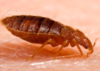 Bed Bug Infestation
