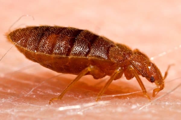 Bed Bug Infestation