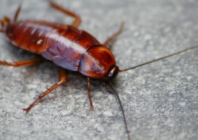 Cockroach Infestation