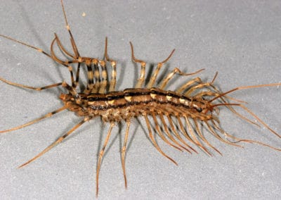 Centipede Infestation