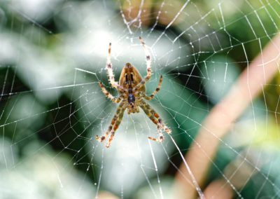 Spider Infestation Removal