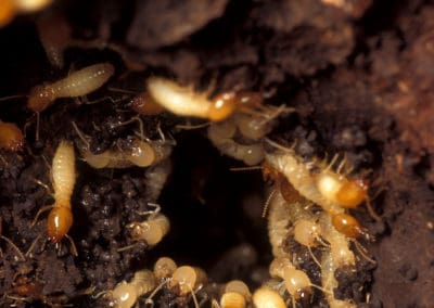 Termite Infestation Removal