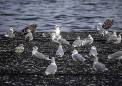 Invasive Birds