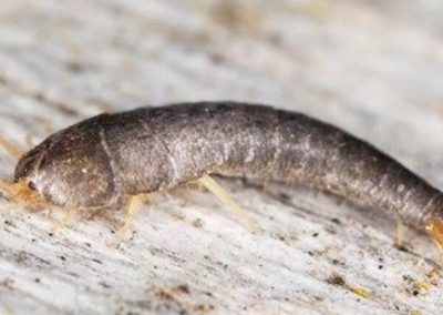 Silverfish Infestations