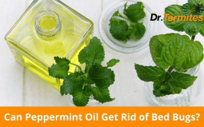 Can Peppermint Oil Get Rid of Bed Bugs?