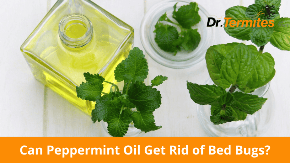 Can Peppermint Oil Get Rid of Bed Bugs?