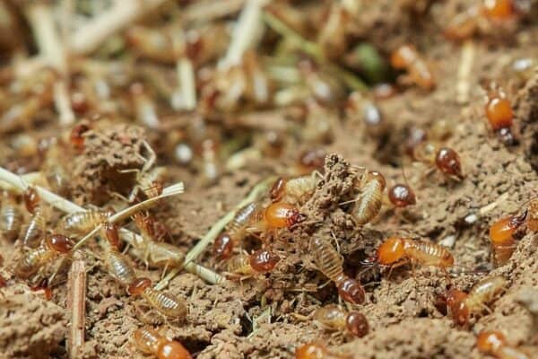 Comprehensive Approach - Termite Treatment in Ventura CA