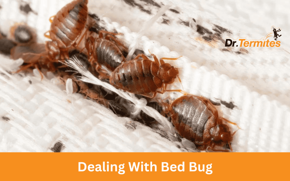 Dealing With Bed Bugs