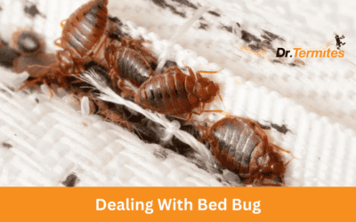 Dealing With Bed Bugs: Prevention And Treatment