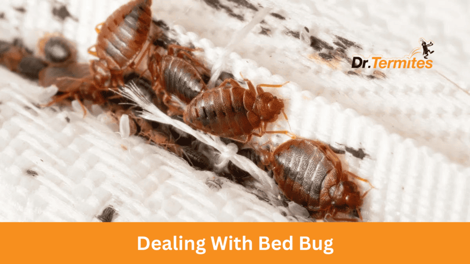 Dealing With Bed Bugs
