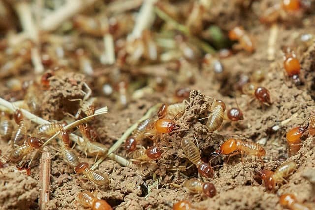 Cockroach Infestation
