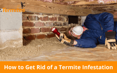 How to Get Rid of a Termite Infestation