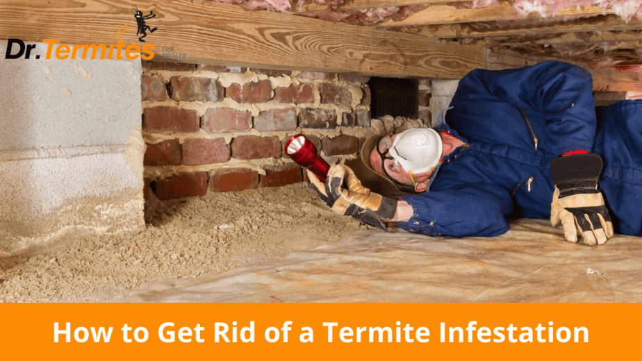 How to Get Rid of a Termite Infestation