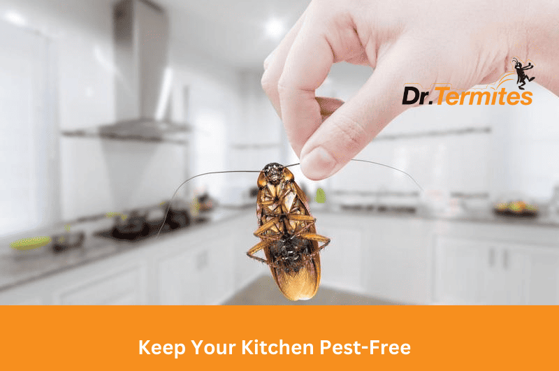 Keep Your Kitchen Pest-Free