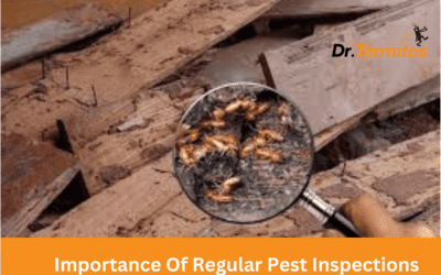 The Importance Of Regular Pest Inspections For Your Home