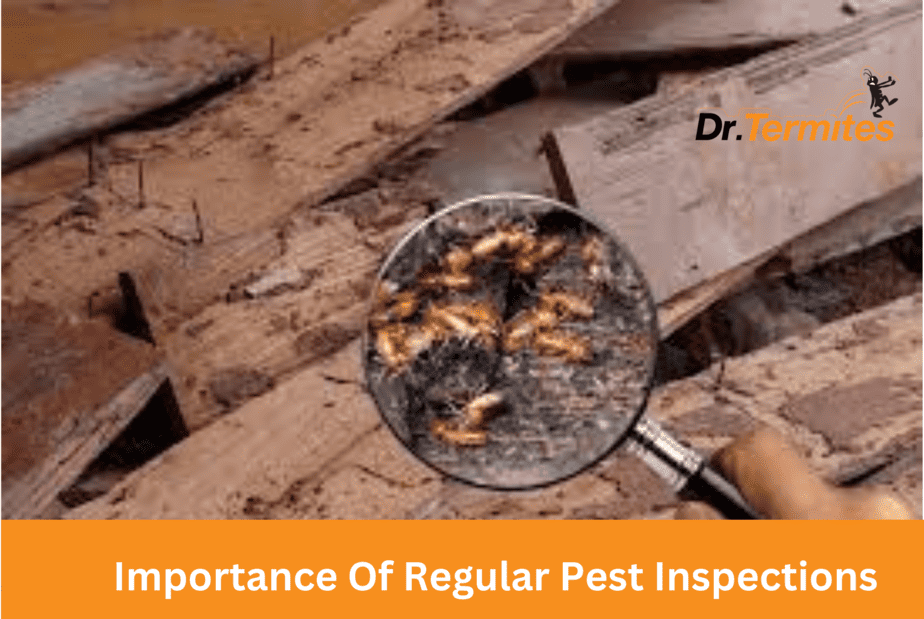 Importance Of Regular Pest Inspections
