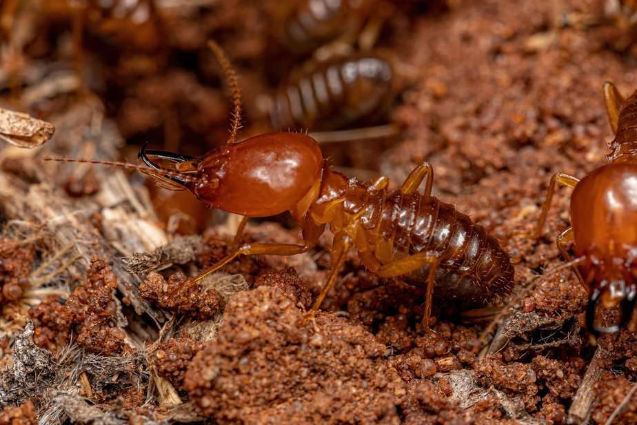 Termite Inspection