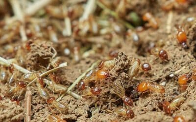 The Importance of Regular Termite Inspections in California Homes