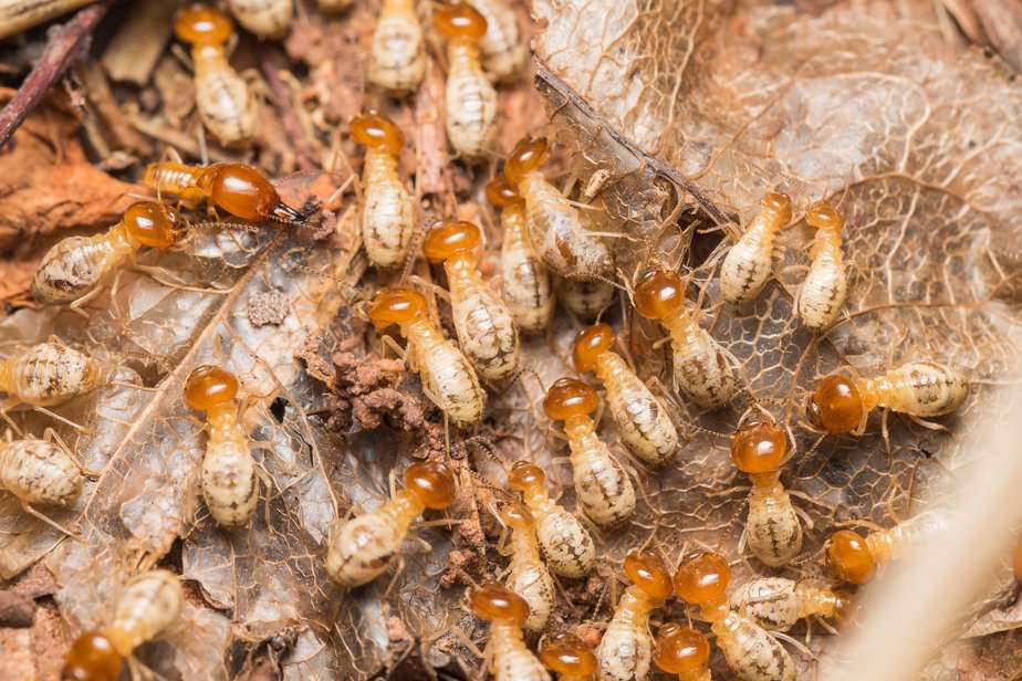 Cockroach Infestation