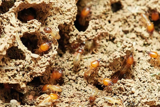 Termite Inspection