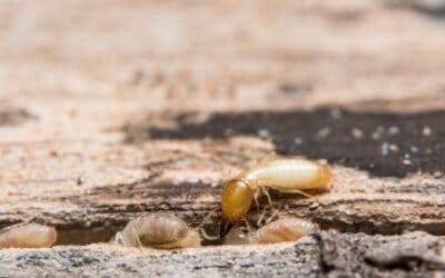 The Importance of Annual Termite Inspections for Your Home
