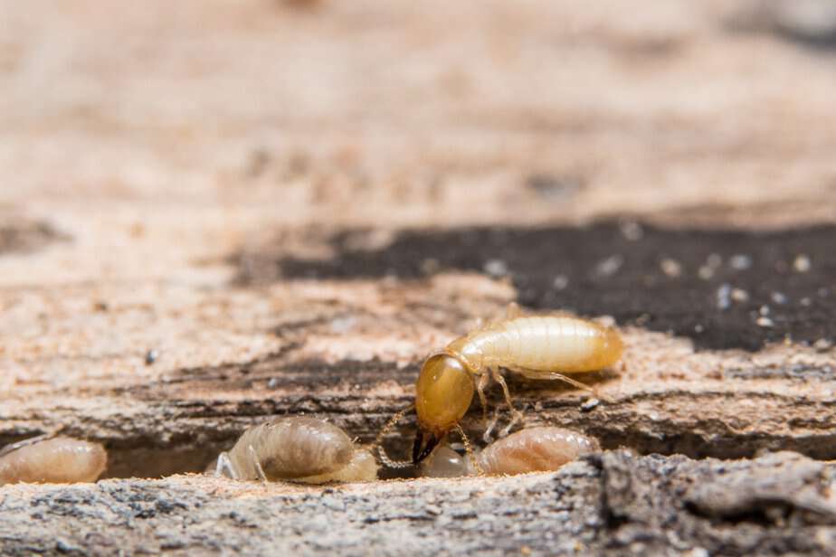 Termite Inspection