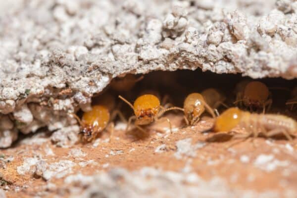 TermiteTreatment in Thousand Oaks CA