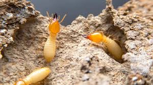 Termites