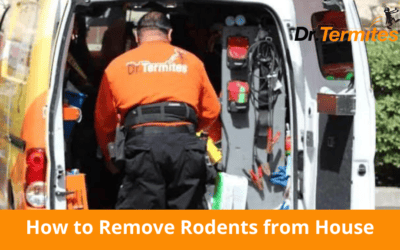 How to Remove Rodents from House