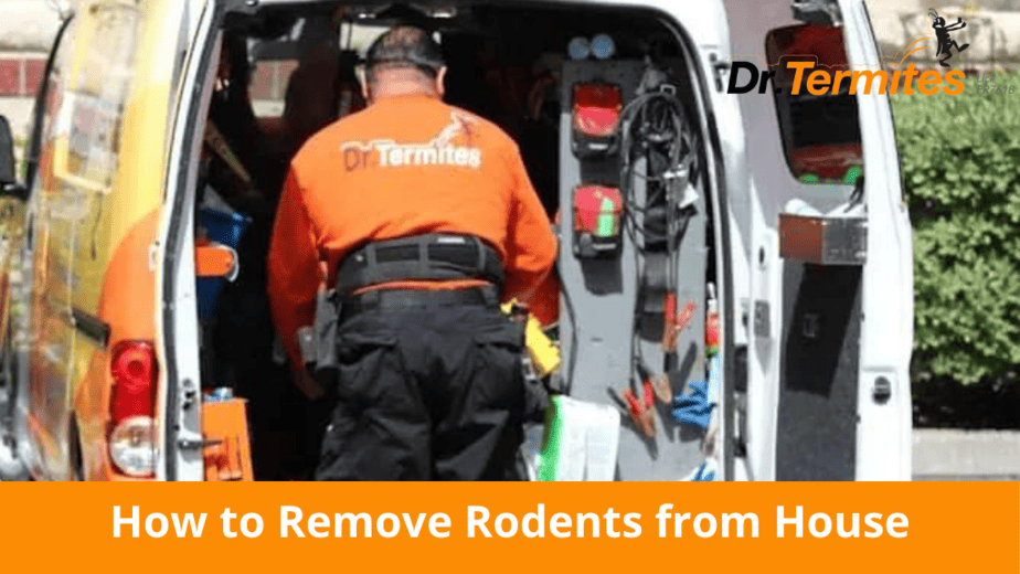 How to Remove Rodents from House