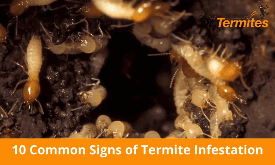 10 Common Signs of Termite Infestation in Your Home