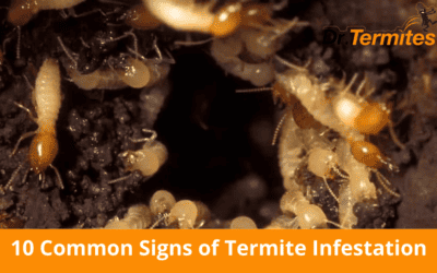 10 Common Signs of Termite Infestation in Your Home